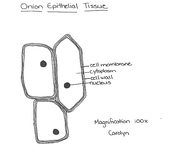 Onion Skin Cell Drawing