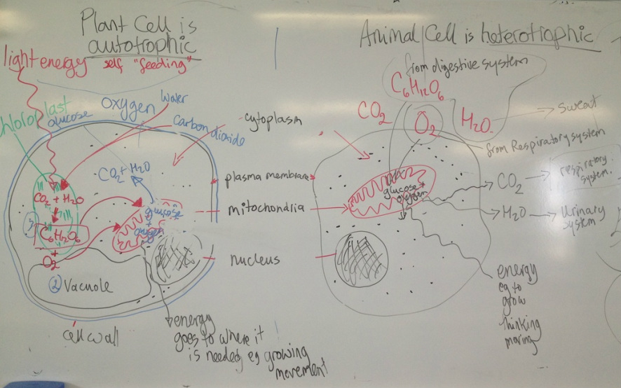 Plant and Animal Cells - Whiteboard Summary - Mrs Morritt Science
